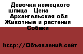 Девочка немецкого шпица › Цена ­ 50 000 - Архангельская обл. Животные и растения » Собаки   